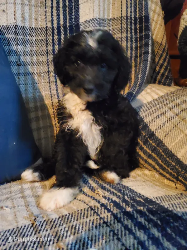 Auggie – Sheepadoodle puppy for sale in Bellevue, IA