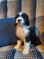Otis, a male Sheepadoodle for sale in Bellevue, IA – 3 of 3