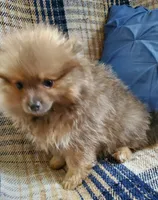 Olivia, a female Pomeranian for sale in Bellevue, IA – 2 of 10