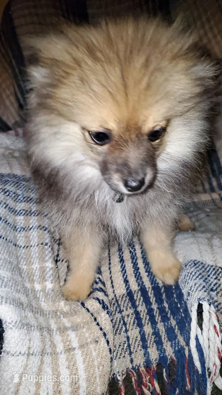 Olive – Pomeranian puppy for sale in Bellevue, IA