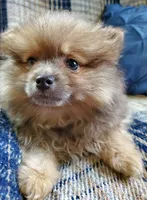 Olivia, a female Pomeranian for sale in Bellevue, IA – 5 of 10