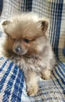 Olivia, a female Pomeranian for sale in Bellevue, IA – 10 of 10