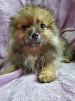 Olive, a female Pomeranian for sale in Bellevue, IA – 10 of 10