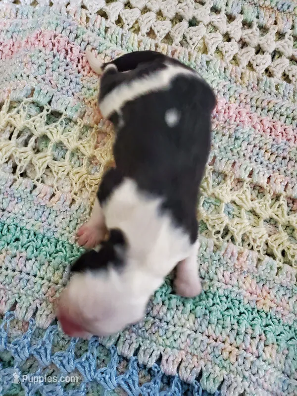 Caspar – Sheepadoodle puppy for sale in Bellevue, IA