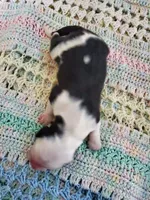 Caspar, a male Sheepadoodle for sale in Bellevue, IA – 1 of 2