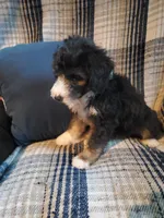 Fozzie, a male Sheepadoodle for sale in Bellevue, IA – 3 of 3