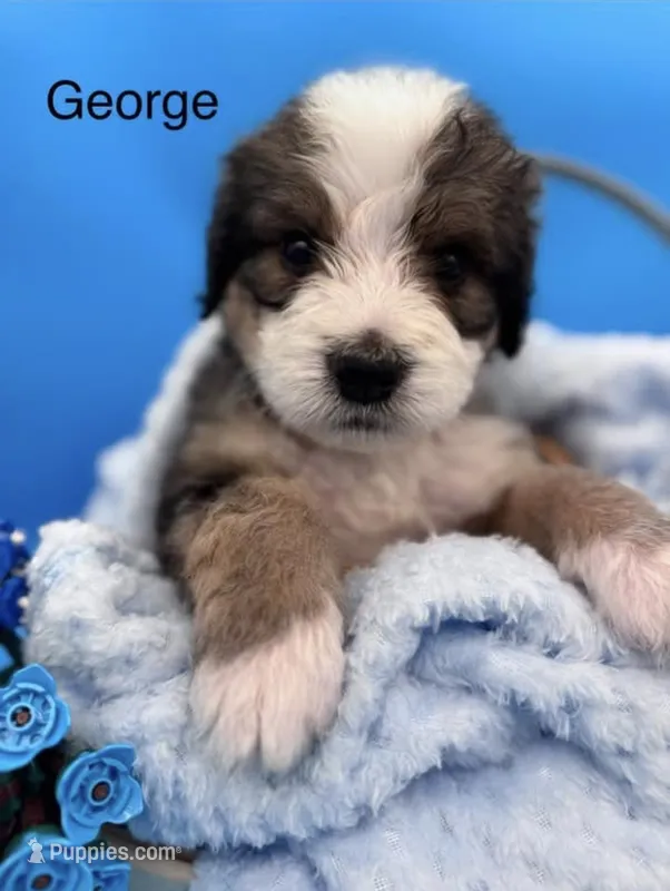 George – Bernedoodle puppy for sale in Ravenswood, WV
