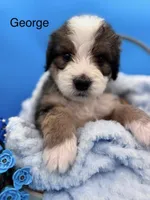 George, a male Bernedoodle for sale in Ravenswood, WV – 1 of 1