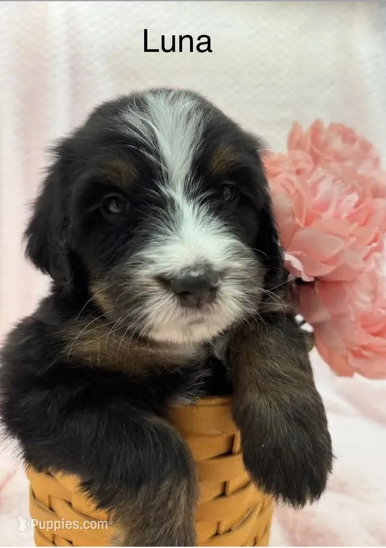 Luna – Bernedoodle puppy for sale in Ravenswood, WV