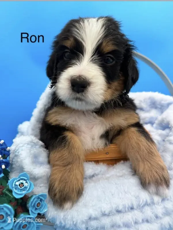Ron – Bernedoodle puppy for sale in Ravenswood, WV