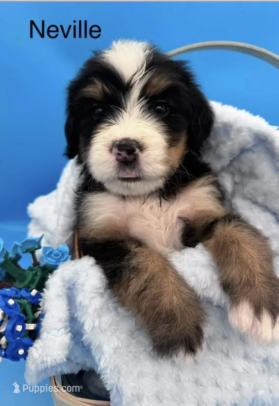 Neville – Bernedoodle puppy for sale in Ravenswood, WV