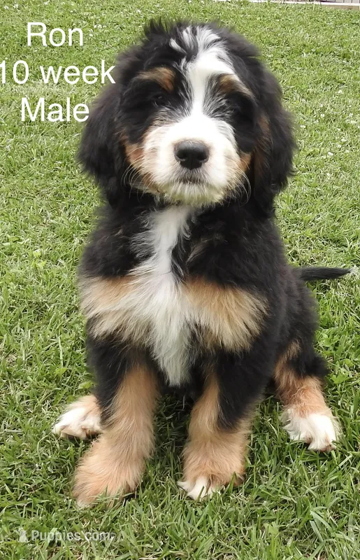 Ron – Bernedoodle puppy for sale in Ravenswood, WV