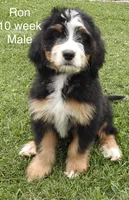 Ron, a male Bernedoodle for sale in Ravenswood, WV – 1 of 3
