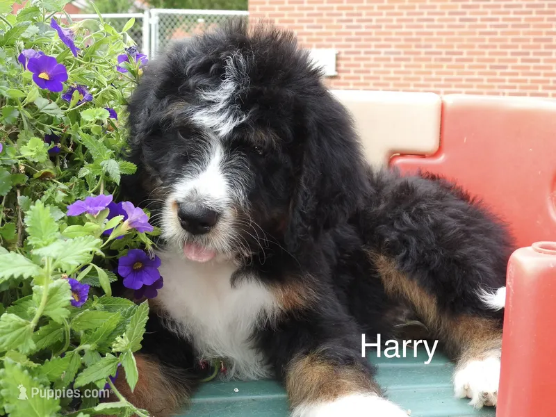 Harry – Bernedoodle puppy for sale in Ravenswood, WV