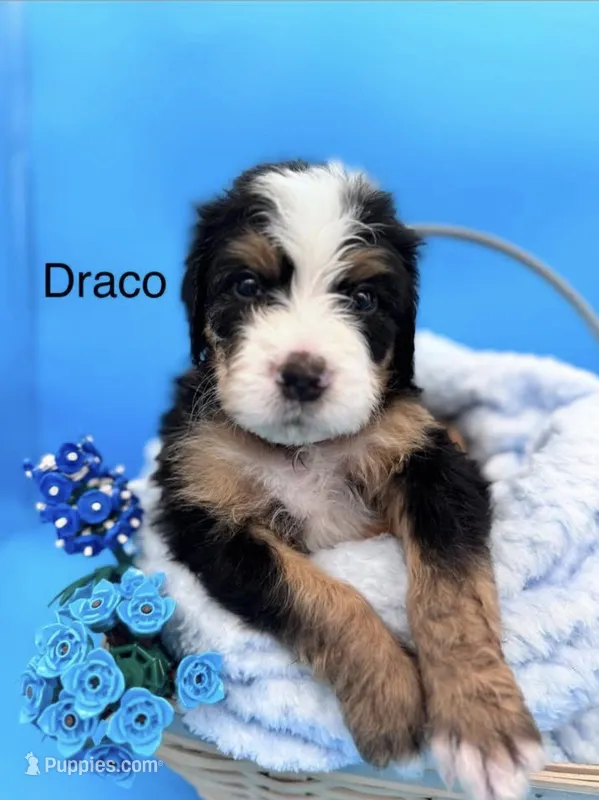 Draco – Bernedoodle puppy for sale in Ravenswood, WV