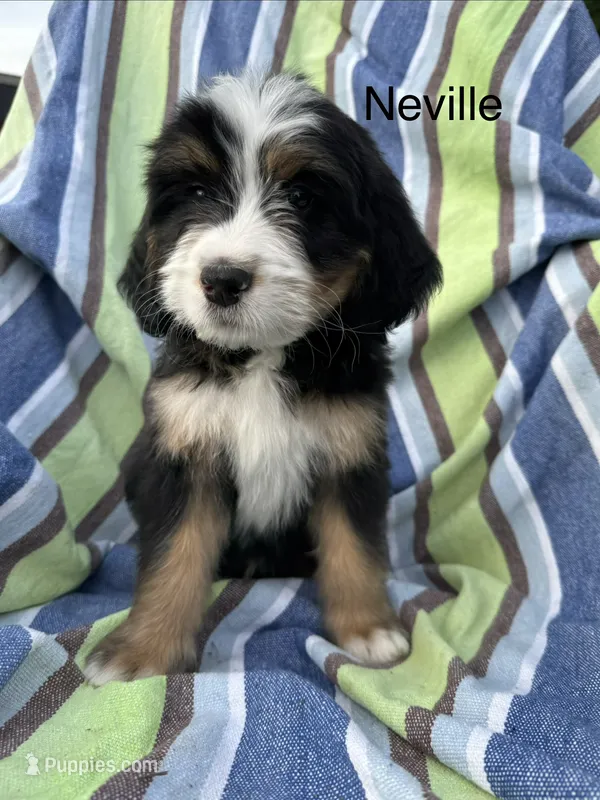 Neville – Bernedoodle puppy for sale in Ravenswood, WV