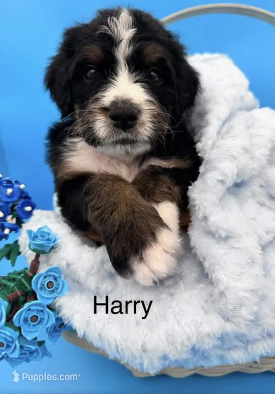 Harry – Bernedoodle puppy for sale in Ravenswood, WV