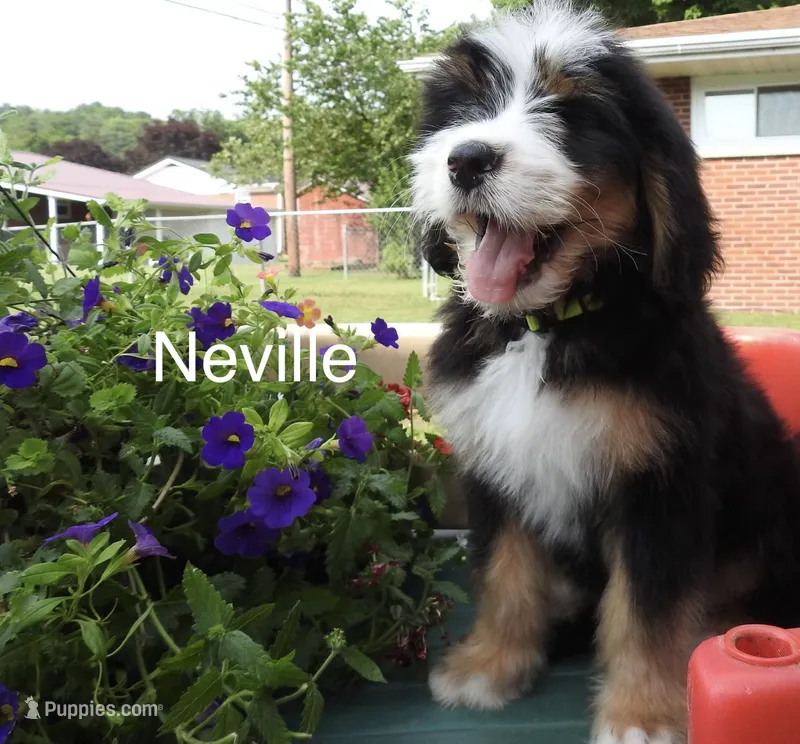 Neville – Bernedoodle puppy for sale in Ravenswood, WV