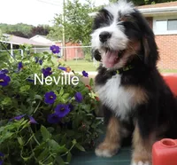 Neville, a male Bernedoodle for sale in Ravenswood, WV – 1 of 4