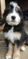 Neville, a male Bernedoodle for sale in Ravenswood, WV – 2 of 4