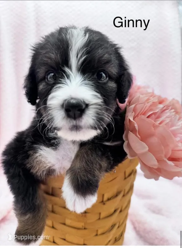 Ginny – Bernedoodle puppy for sale in Ravenswood, WV
