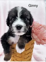 Ginny, a female Bernedoodle for sale in Ravenswood, WV – 1 of 1