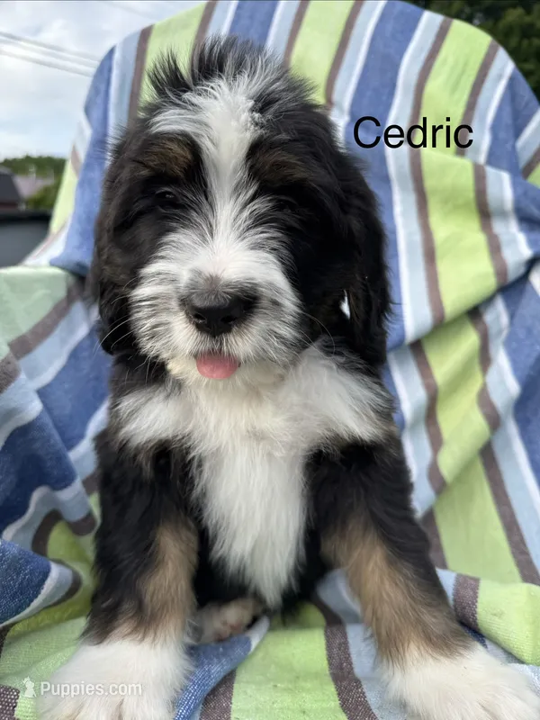 Cedric – Bernedoodle puppy for sale in Ravenswood, WV