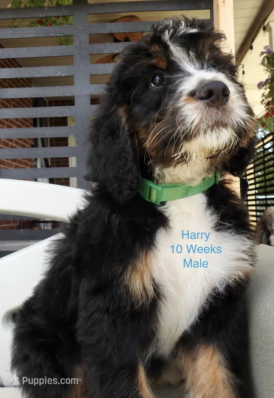Harry – Bernedoodle puppy for sale in Ravenswood, WV