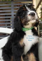 Harry, a male Bernedoodle for sale in Ravenswood, WV – 1 of 4
