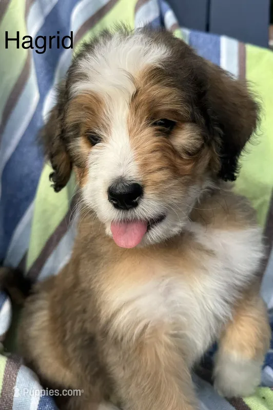 Hagrid – Bernedoodle puppy for sale in Ravenswood, WV