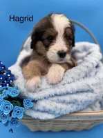 Hagrid, a male Bernedoodle for sale in Ravenswood, WV – 1 of 1