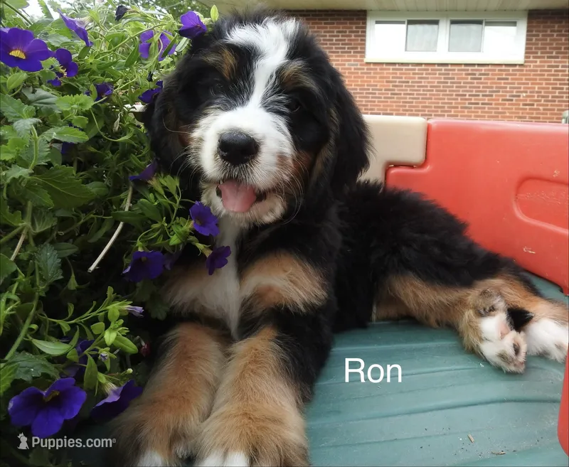 Ron – Bernedoodle puppy for sale in Ravenswood, WV