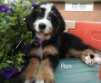 Ron, a male Bernedoodle for sale in Ravenswood, WV – 2 of 3