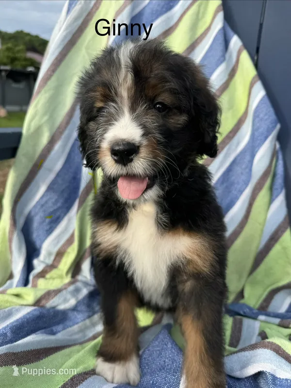 Ginny – Bernedoodle puppy for sale in Ravenswood, WV