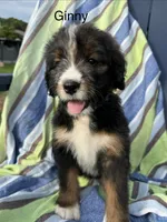 Ginny, a female Bernedoodle for sale in Ravenswood, WV – 1 of 2