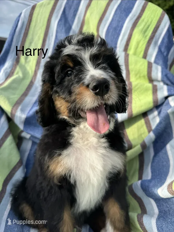 Harry – Bernedoodle puppy for sale in Ravenswood, WV