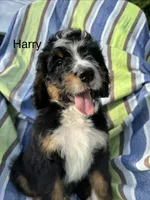 Harry, a male Bernedoodle for sale in Ravenswood, WV – 3 of 4