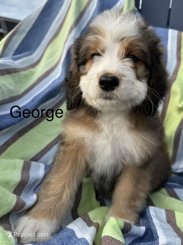 George – Bernedoodle puppy for sale in Ravenswood, WV