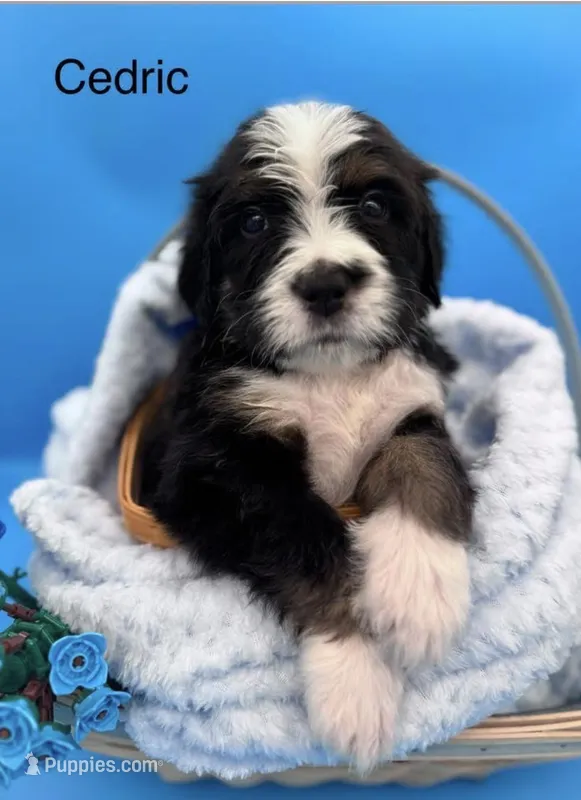 Cedric – Bernedoodle puppy for sale in Ravenswood, WV