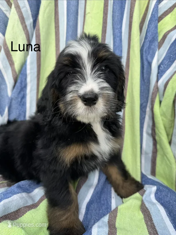 Luna – Bernedoodle puppy for sale in Ravenswood, WV
