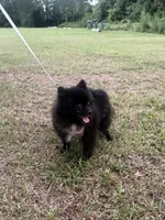 Indica , a female Pomeranian for sale in Jacksonville, FL – 2 of 7