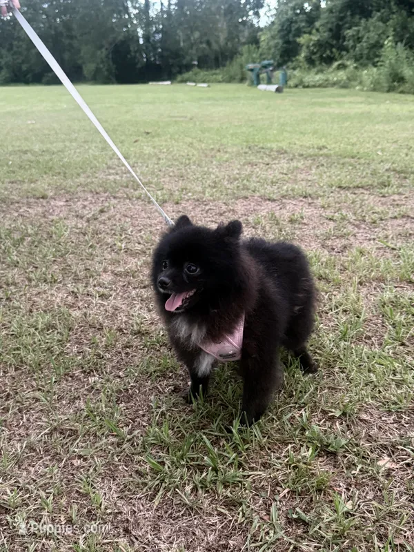 Indica  – Pomeranian puppy for sale in Jacksonville, FL