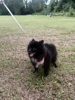 Indica , a female Pomeranian for sale in Jacksonville, FL – 1 of 7