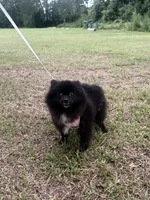 Indica , a female Pomeranian for sale in Jacksonville, FL – 3 of 7