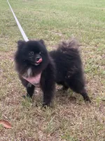 Indica , a female Pomeranian for sale in Jacksonville, FL – 7 of 7