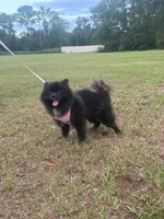 Indica , a female Pomeranian for sale in Jacksonville, FL – 4 of 7