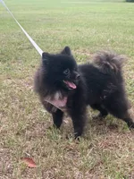 Indica , a female Pomeranian for sale in Jacksonville, FL – 5 of 7