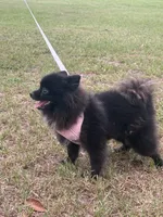 Indica , a female Pomeranian for sale in Jacksonville, FL – 6 of 7