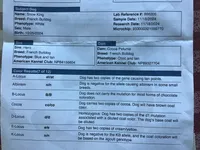 King Big Rope Fluffy, a male French Bulldog for sale in Dalton, OH – Photo 3 of 4