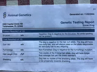 King Big Rope Fluffy, a male French Bulldog for sale in Dalton, OH – Photo 4 of 4